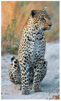 Задание рисунок 1