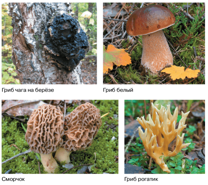 Решение рисунок 1