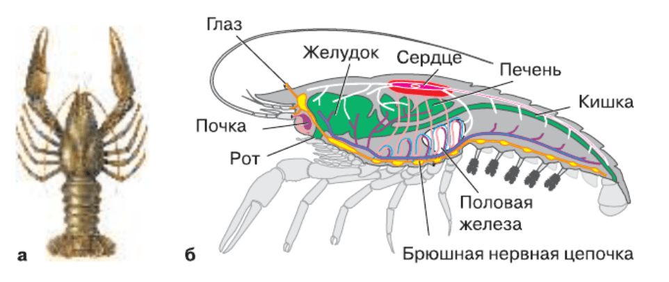 Задание рисунок 1